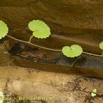 Sibthorpia peregrina Habitus