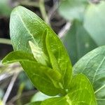 Vinca difformis Hoja
