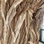 Acacia retinodes 樹皮