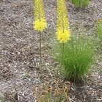 Stanleya pinnata Flor