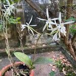 Epidendrum nocturnum Λουλούδι