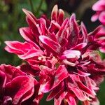 Pelargonium × domesticumFlower