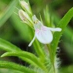 Justicia calyculata Flor