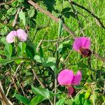 Lathyrus odoratusFlor