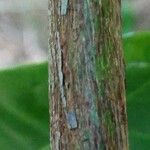 Ficus maxima Cortiza