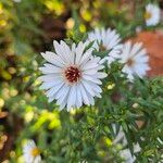 Symphyotrichum lanceolatumCvet