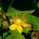 Hypericum × inodorum Flower