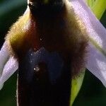 Ophrys lunulata Flower