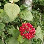 Viburnum lantanaFruit