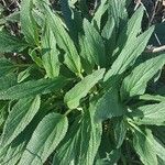 Phlomis herba-ventiFolha