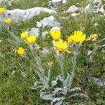 Hieracium villosum Flower