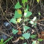 Persicaria perfoliata पत्ता