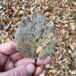 Populus grandidentata Folha