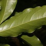 Ocotea viridiflora Ліст