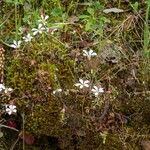 Saxifraga corsica Habitus