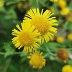 Pulicaria vulgarisFlower