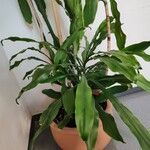 Dracaena fragransFuelha