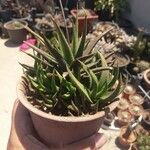 Haworthia angustifoliaList