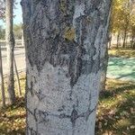 Populus × canadensis Bark