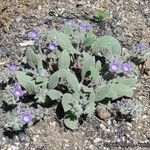 Phacelia cephalotes Συνήθη χαρακτηριστικά