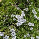 Globularia repens অভ্যাস