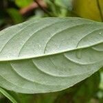 Manettia longipedicellata Leaf