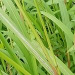 Echinochloa crus-galli Ліст