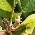 Manilkara hexandra Fruit