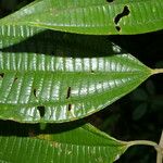 Miconia affinis Leaf