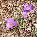 Crocus neapolitanus Buveinė