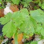 Ranunculus lanuginosus List