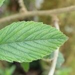 Rubus apetalus Blad