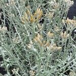 Helichrysum italicum Flor