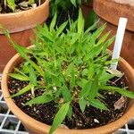 Pogonatherum crinitum 整株植物