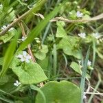 Claytonia perfoliataFolha