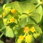 Euphorbia serrata Virág