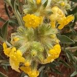 Oreocarya confertiflora 花