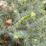 Erica erigena Folha