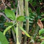 Brugmansia × candida Corteza
