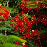 Delonix regia Virág