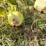 Citrullus colocynthis Fruit