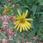 Silphium trifoliatum