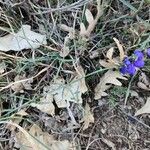 Polygala microphylla Fiore