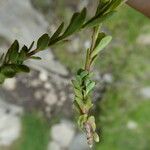 Veronica fruticans Foglia