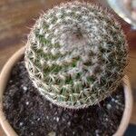 Mammillaria standleyi Hoja