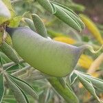 Crotalaria grahamiana Fruto