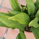 Aspidistra lurida List