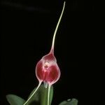 Masdevallia infracta പുഷ്പം