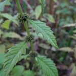 Lycopus europaeus Leaf