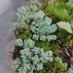 Sedum dasyphyllum 葉